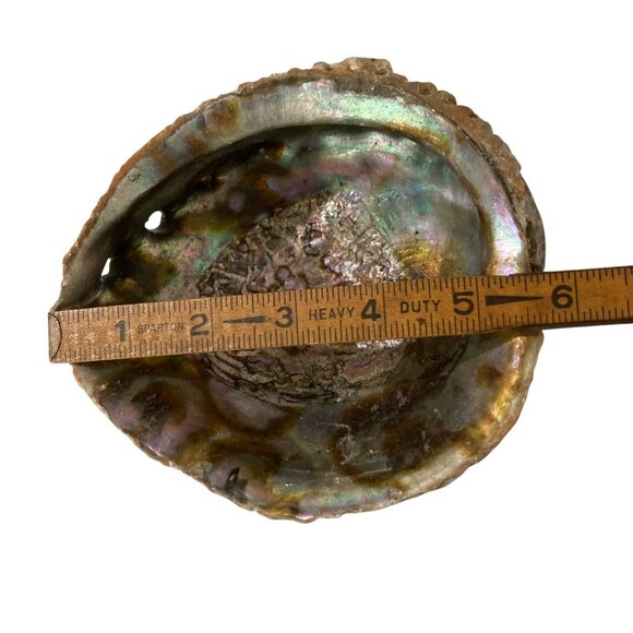 Iridescent Abalone Shell Natural Marine Specimen Collector Decor - Picture 6 of 7